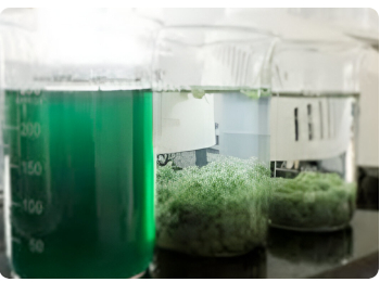 pond-water-sample